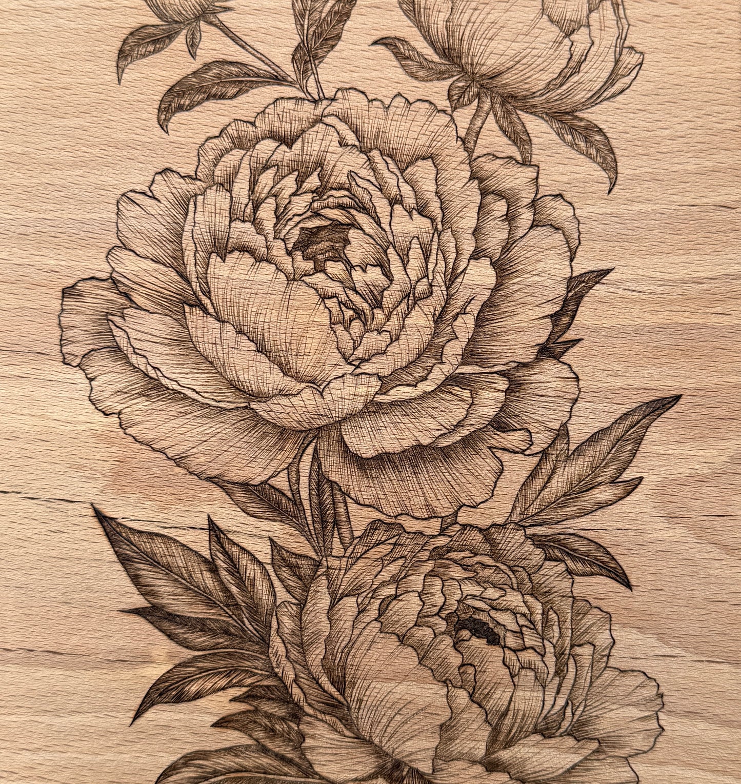 Peony Bloom